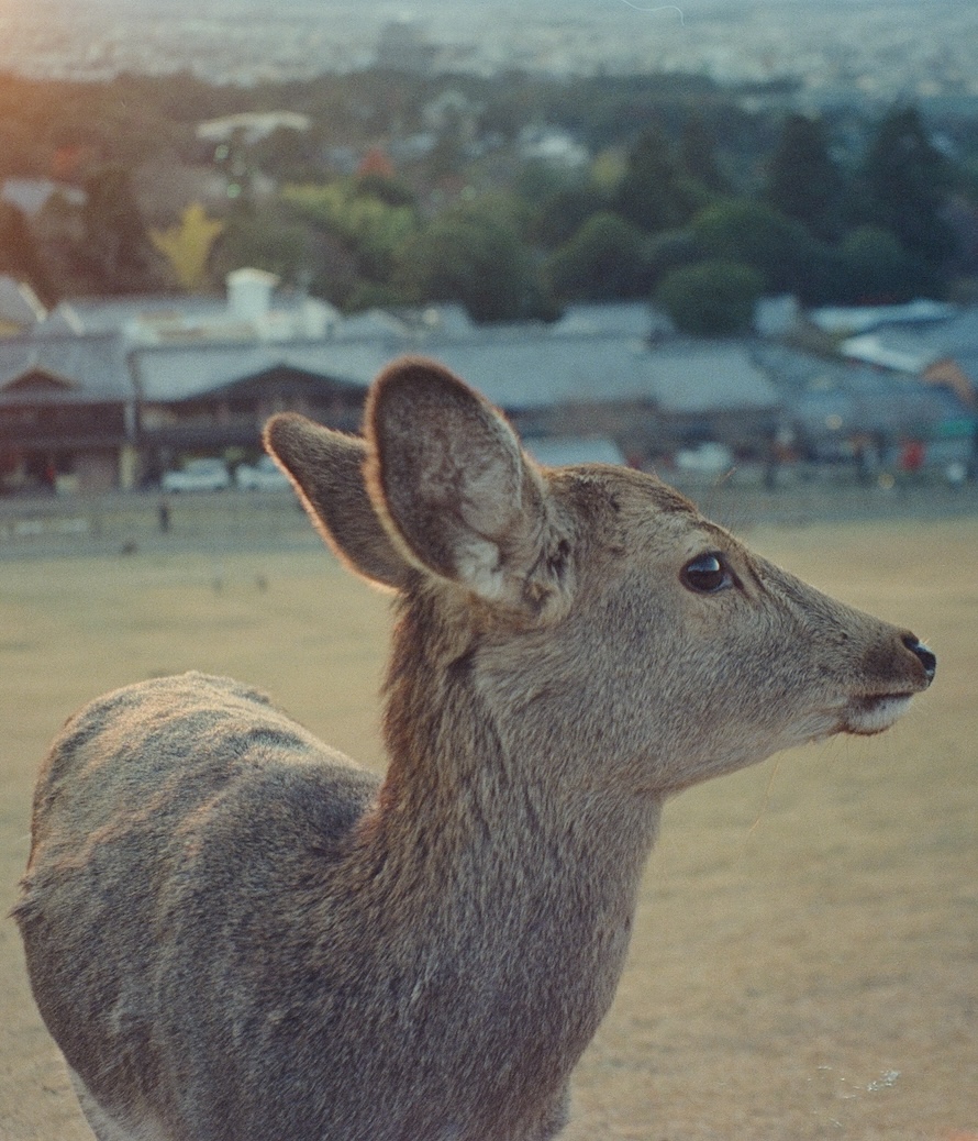(A film photo I took while visiting Nara, Japan :~))